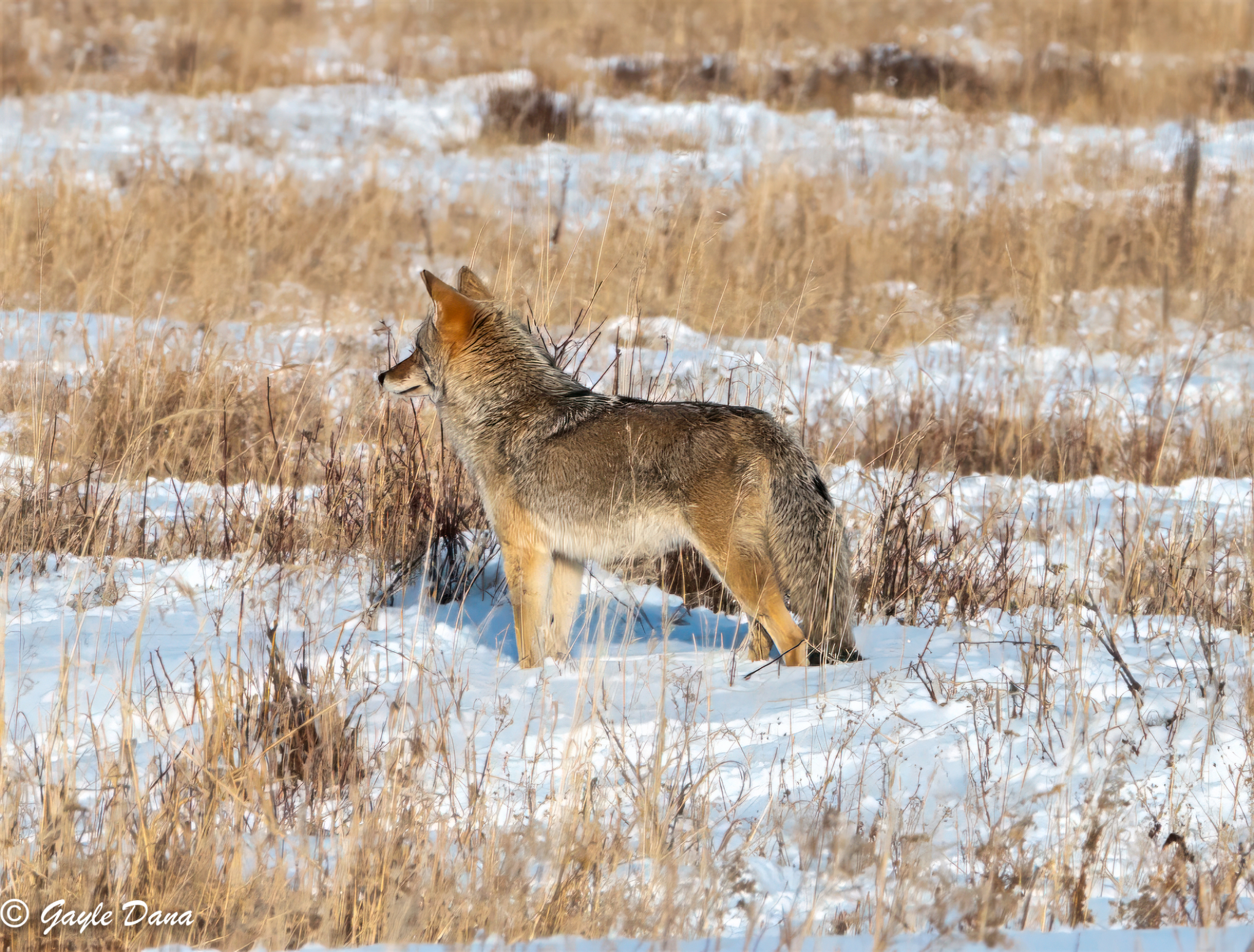 Coyote and bison 3